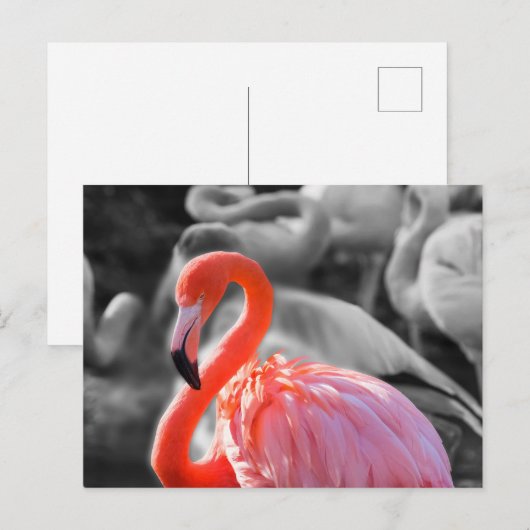 Flamingo Vogelfotografie Briefkaart (Voorkant / Achterkant)