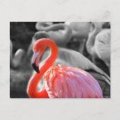 Flamingo Vogelfotografie Briefkaart (Voorkant)
