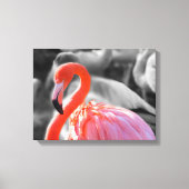 Flamingo Vogelfotografie Canvas Afdruk (Voorkant)