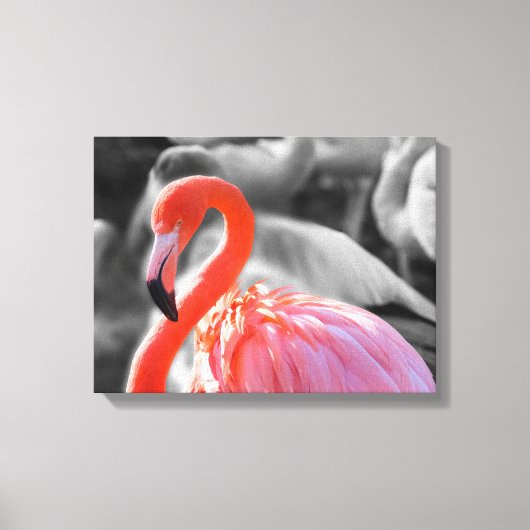 Flamingo Vogelfotografie Canvas Afdruk (Voorkant)