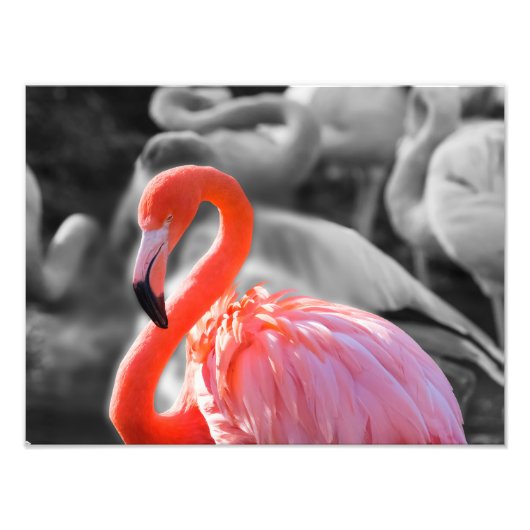 Flamingo Vogelfotografie Foto Afdruk (Voorkant)