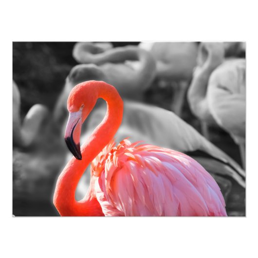 Flamingo Vogelfotografie Foto Afdruk (Voorkant)