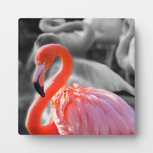 Flamingo Vogelfotografie Fotoplaat