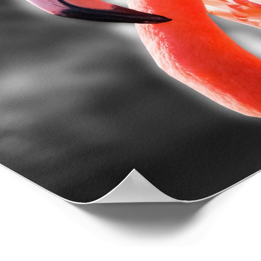 Flamingo Vogelfotografie Poster (Hoek)