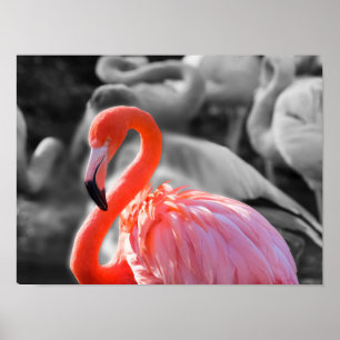 Flamingo Vogelfotografie Poster
