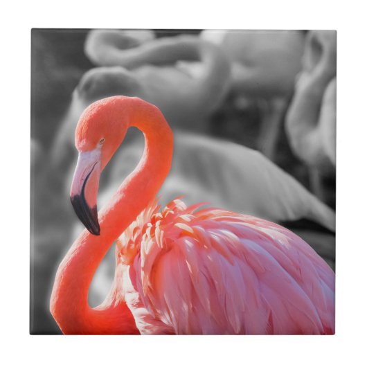 Flamingo Vogelfotografie Tegeltje (Voorkant)