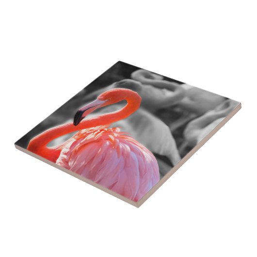 Flamingo Vogelfotografie Tegeltje (Zijkant)