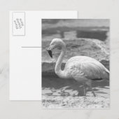 Flamingo waden in water B&W Briefkaart (Voorkant / Achterkant)
