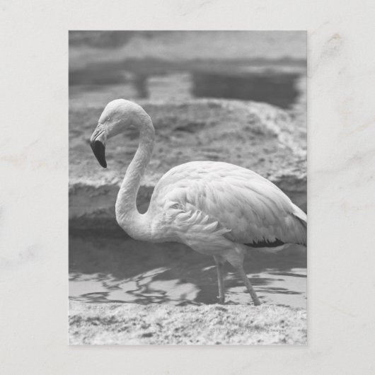Flamingo waden in water B&W Briefkaart (Voorkant)