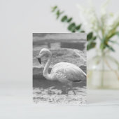 Flamingo waden in water B&W Briefkaart (Staand voorkant)