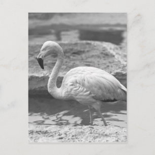 Flamingo waden in water B&W Briefkaart