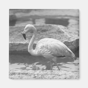 Flamingo wading in water B&W Magneet