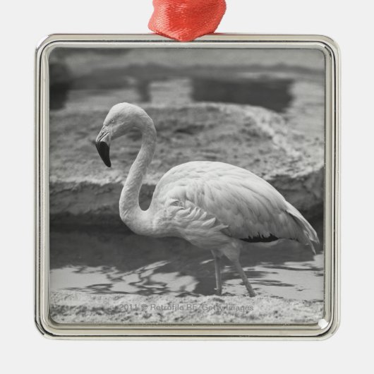 Flamingo wading in water B&W Metalen Ornament (Voorkant)