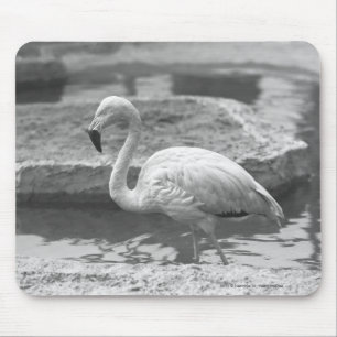 Flamingo wading in water B&W Muismat