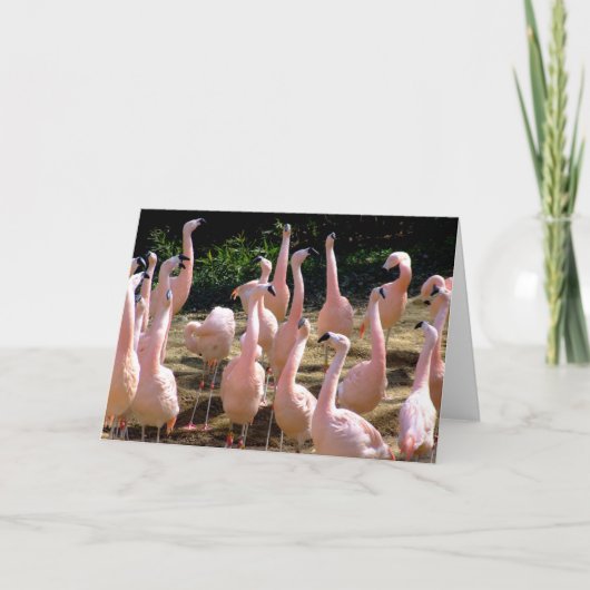 Flamingo wenskaart kaart (Voorkant)