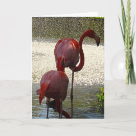 Flamingo-Wenskaart voor elke willekeurige gebeurte Kaart