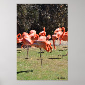 Flamingoens Print (Voorkant)