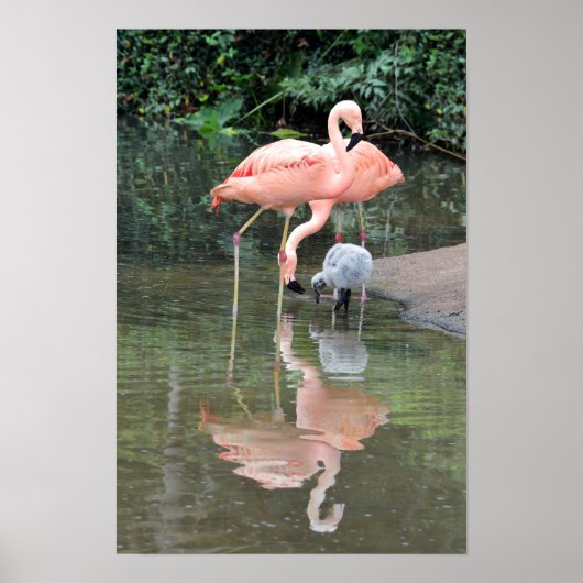 Flamingofamilie Waadt Poster (Voorkant)