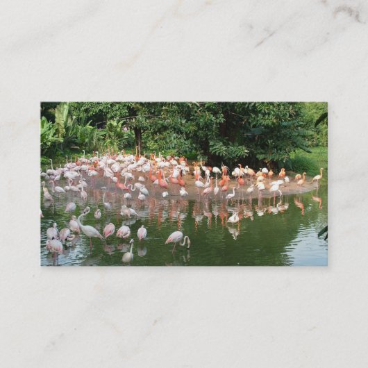 flamingokudde natuur visitekaartje (Voorkant)