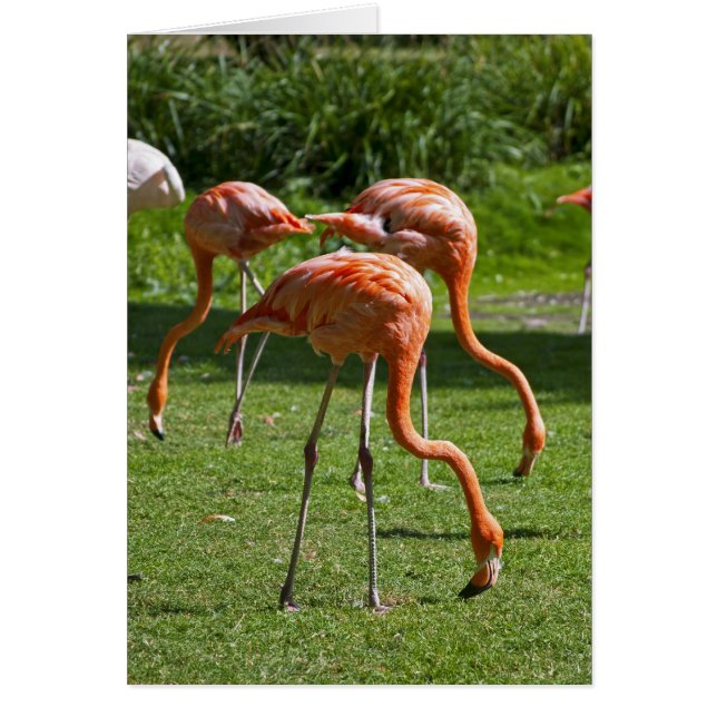Flamingos (Voorkant)