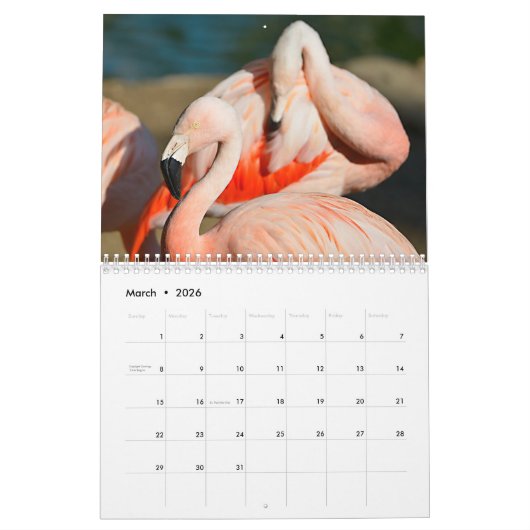 Flamingos 12-maandkalender kalender (Mar 2026)