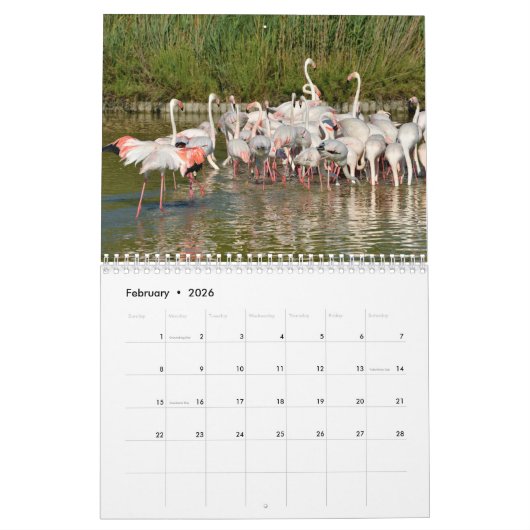 Flamingos 12-maandkalender kalender (Feb 2026)