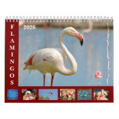 Flamingos 12-maandkalender kalender (Hoes)