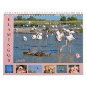 Flamingos 12-maandkalender kalender (Hoes)