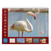 Flamingos 12-maandkalender kalender (Hoes)