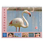Flamingos 12-maandkalender kalender (Hoes)