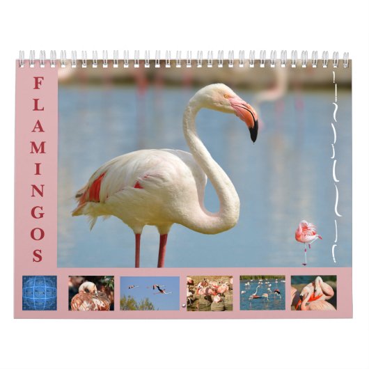 Flamingos 12-maandkalender kalender (Hoes)