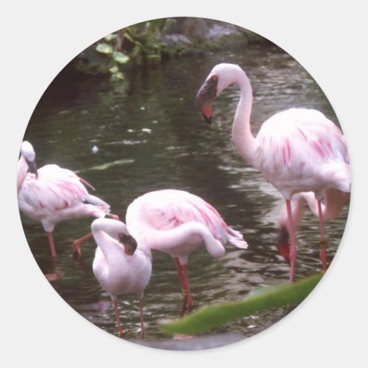 Flamingo's 1 ronde sticker (Voorkant)