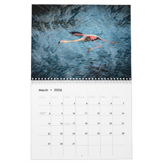Flamingos 2019 Wall Calendar Kalender (Mar 2026)