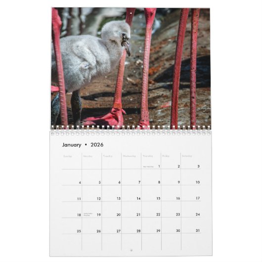 Flamingos 2019 Wall Calendar Kalender (Jan 2026)