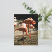 Flamingos 2 briefkaart (Staand voorkant)