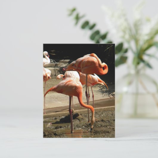 Flamingos 2 briefkaart (Staand voorkant)