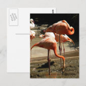 Flamingos 2 briefkaart (Voorkant / Achterkant)