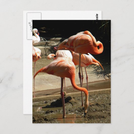 Flamingos 2 briefkaart (Voorkant / Achterkant)