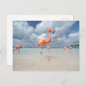 Flamingos Beach Aruba Briefkaart (Voorkant / Achterkant)