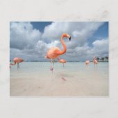 Flamingos Beach Aruba Briefkaart (Voorkant)