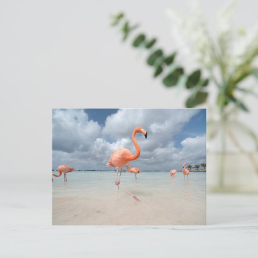 Flamingos Beach Aruba Briefkaart (Staand voorkant)
