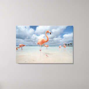 Flamingos Beach Aruba Canvas Afdruk