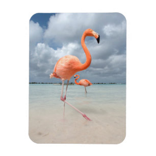 Flamingos Beach Aruba Magneet