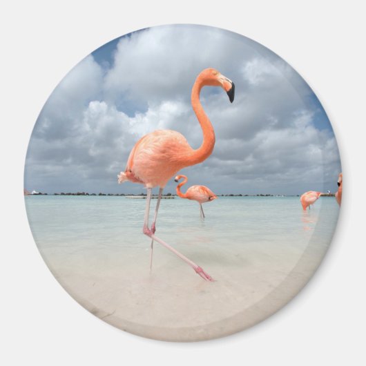 Flamingos Beach Aruba Magneet (Voorkant)