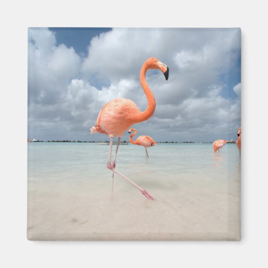 Flamingos Beach Aruba Magneet (Voorkant)