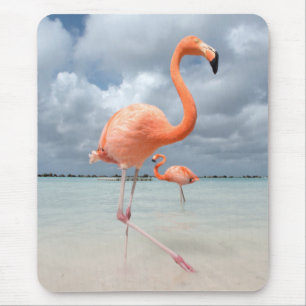 Flamingos Beach Aruba Muismat