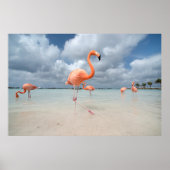 Flamingos Beach Aruba Poster (Voorkant)