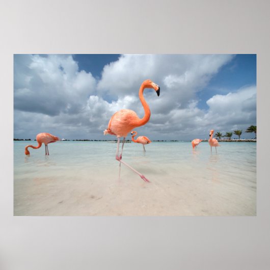 Flamingos Beach Aruba Poster (Voorkant)
