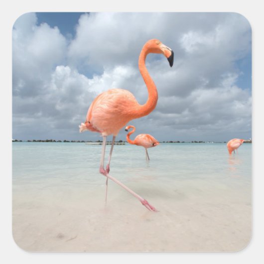 Flamingos Beach Aruba Vierkante Sticker (Voorkant)
