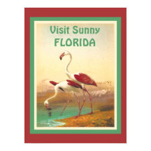 Flamingos bezoekt het toerisme in Florida
